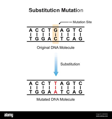 Unlocking the Mystery of Substitution Mutation: The Essential Definition for Biology Enthusiasts