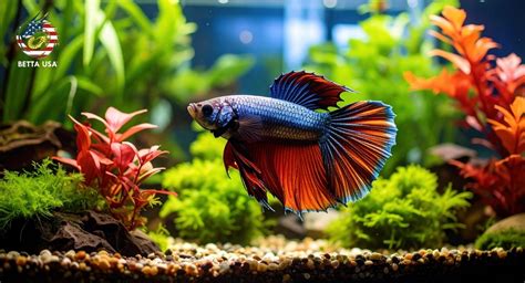 Substrate For Betta