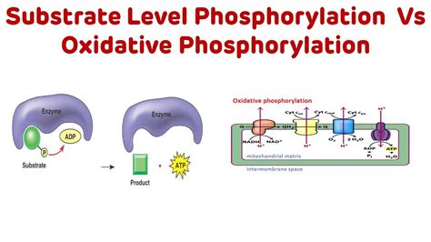 Understanding the Difference Between Substrate Level Phosphorylation and Oxidative Phosphorylation: An Animated Guide