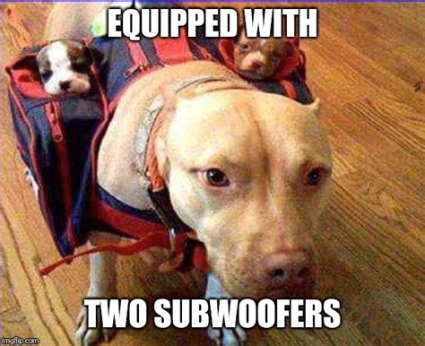 Subwoofer Dog Meme