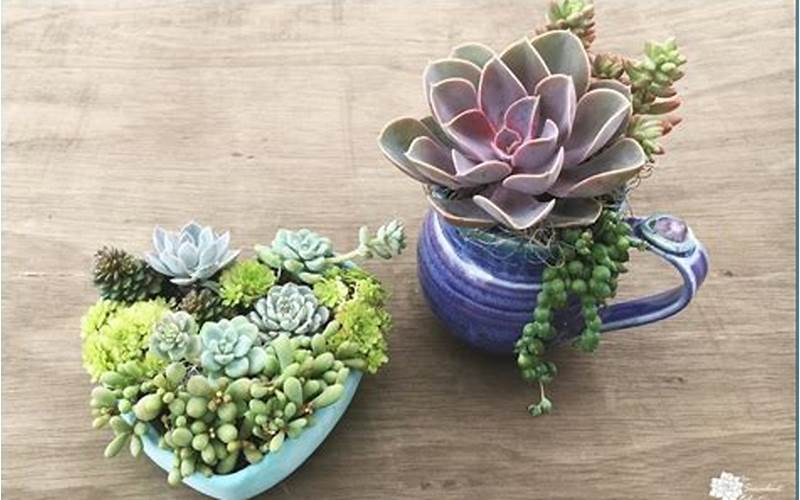 Succulent Plants In Containers Without Drainage