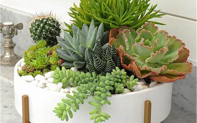 Succulent Plants In Containers