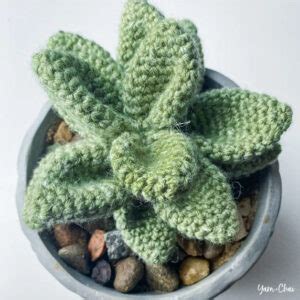 Succulent Crochet Kit