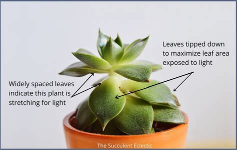 Succulent Leaves Drooping