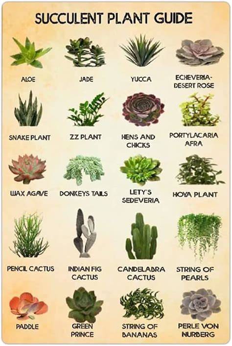 Succulent Plants Names With Pictures