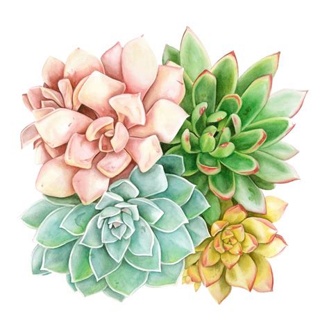 Succulent Printable