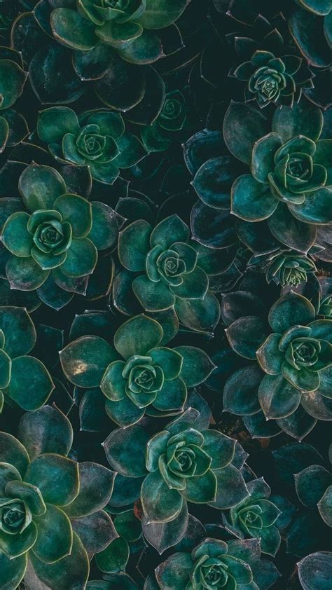 Succulents Background Tumblr