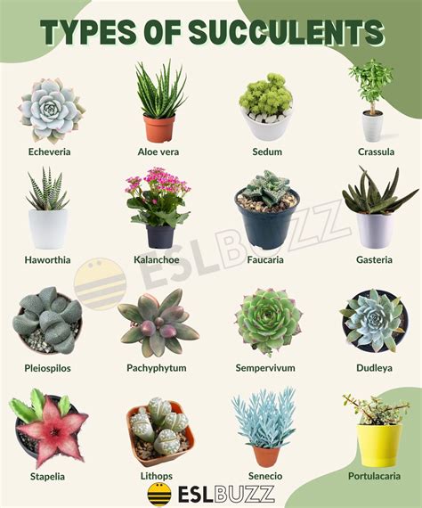 Succulents Names
