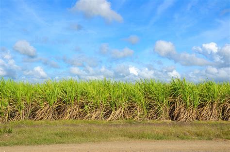 Sugar Cane Field