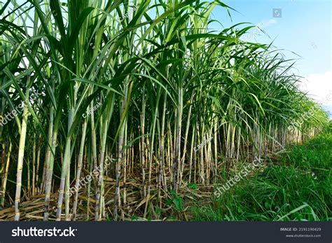 Sugar Cane Image
