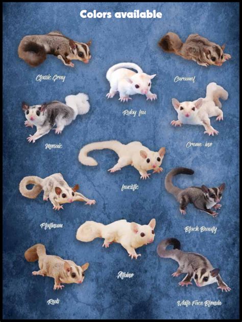 Sugar Glider Color Chart