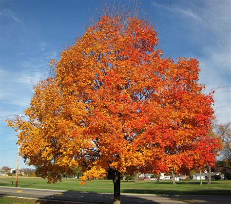 Sugar Maple Fall Color