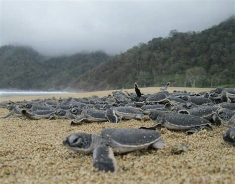 Sukamade Turtle Beach