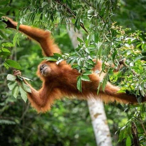 Sumatra unique experience