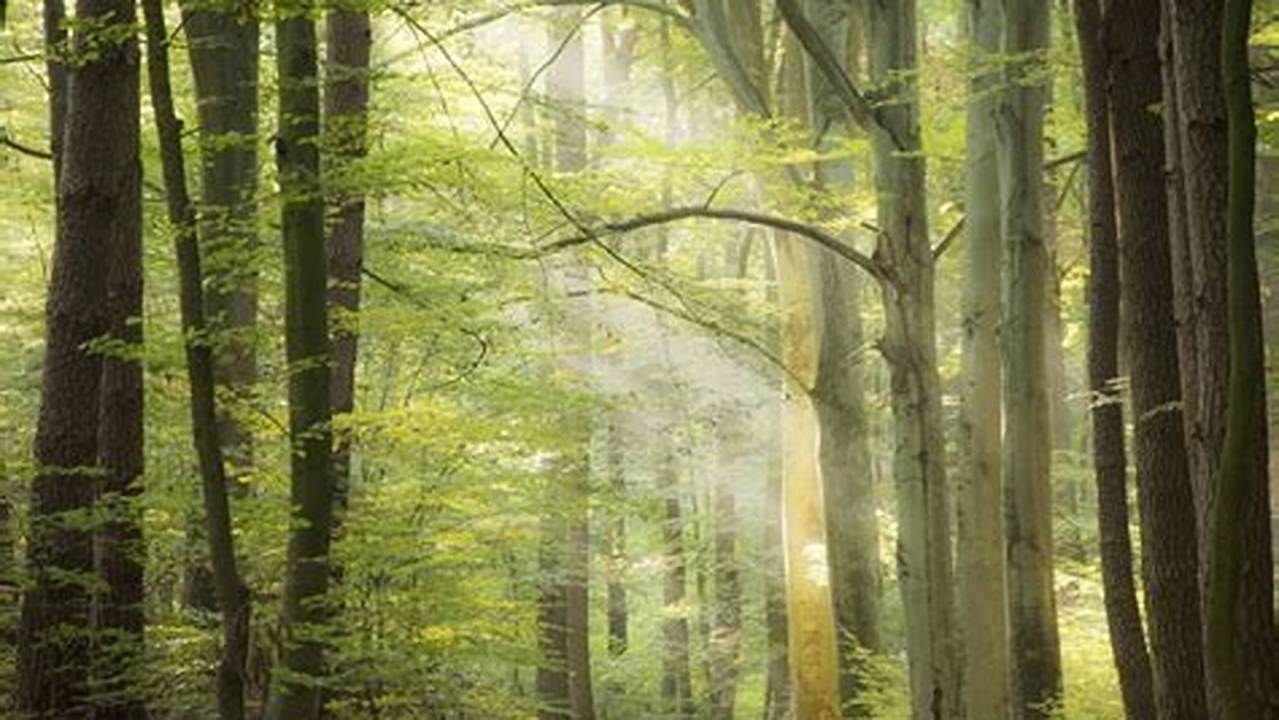 Summer Solstice Triggers Synchronized Beech Tree Reproduction Across Europe., 2024