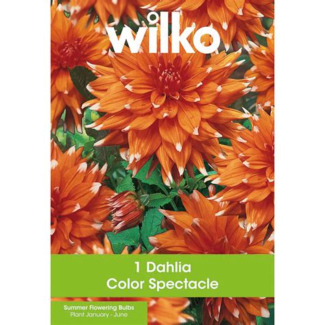 Summer Bulbs At Wilko