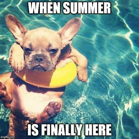 Summer Dog Meme
