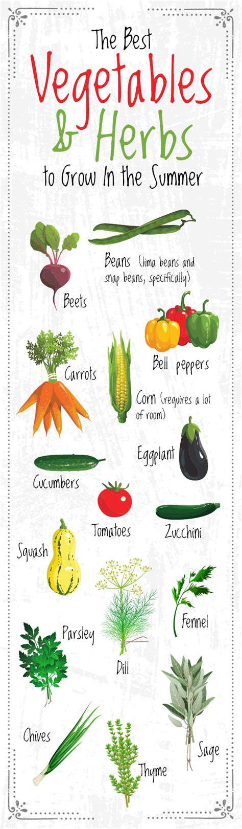 Summer Vegetable To Grow