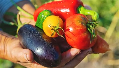 Image of Summer vegetables.