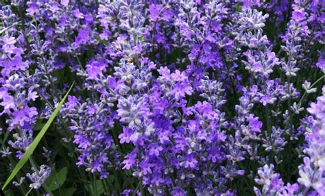 Sun-Loving Perennials