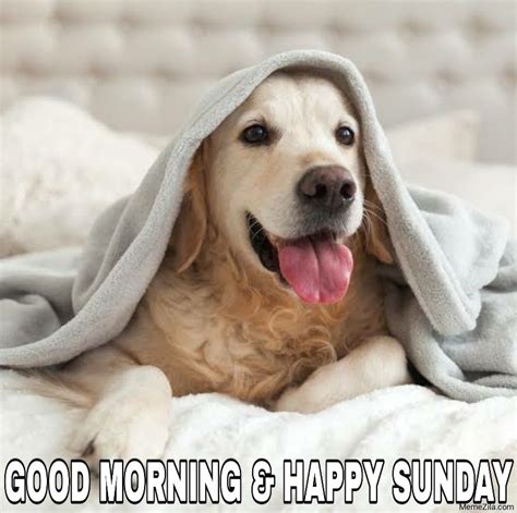 Sunday Dog Meme