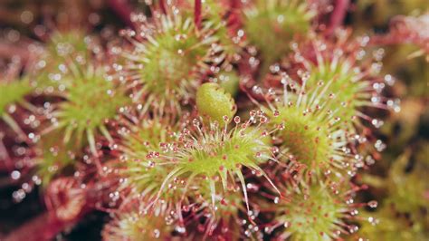 Sundews The Sticky Solution