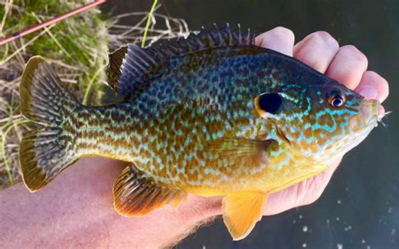 Sunfish Fishing