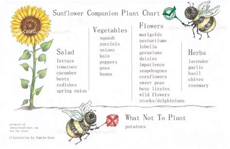 Best Sunflower Companion Plants, Vegetables and Flowers, with Charts