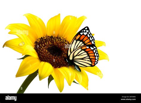 Download Sunflower Butterfly Vector Illustration Printable