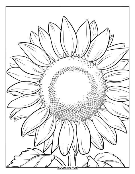 Sunflower Coloring Book Pages