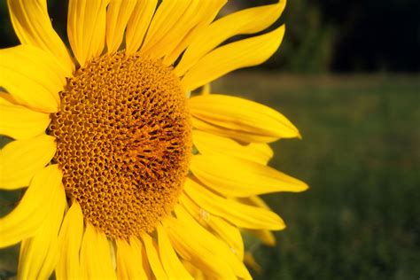 Download Sunflower Commercial Use