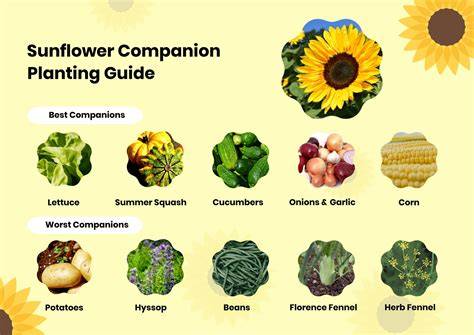 Sunflower Companion Plants: Tips For A Successful Garden