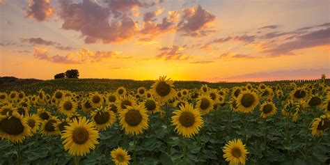 Bask in the Glory of Nature: Discover Spectacular Sunflower Fields Near Your Location