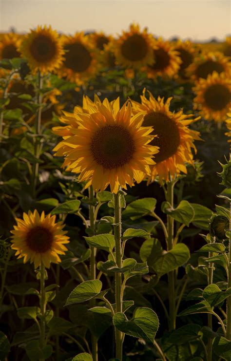 Download Sunflower Images