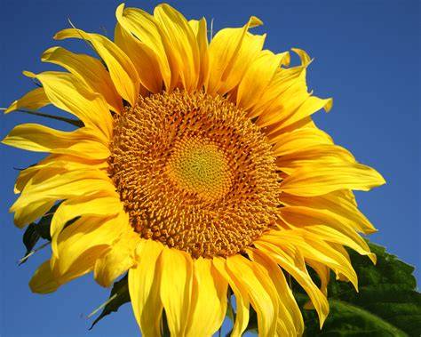 Sunflower Power