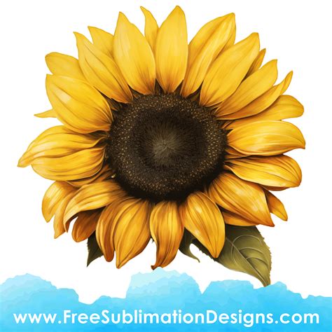 Download Sunflower Sublimation. Design for Print Images