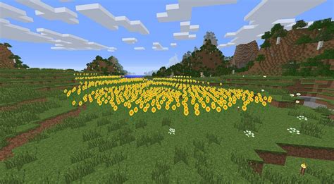Sunflower plains