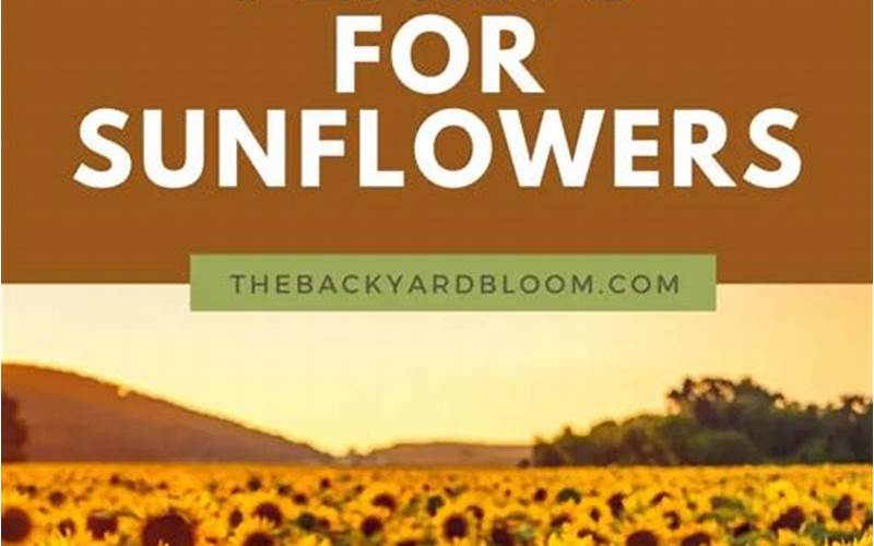 Sunflowers As Companion Plants