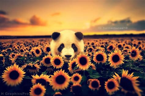 Sunflowers Space and Pandas