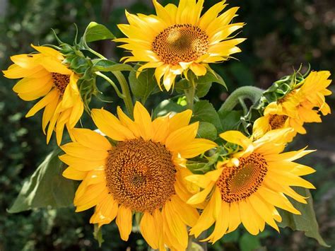 Sunflowers for Late Summer Cheer