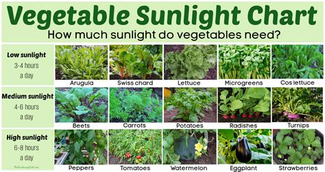 Sunlight Needs