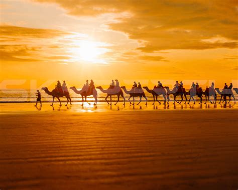 Sunset Camel Ride Preparation