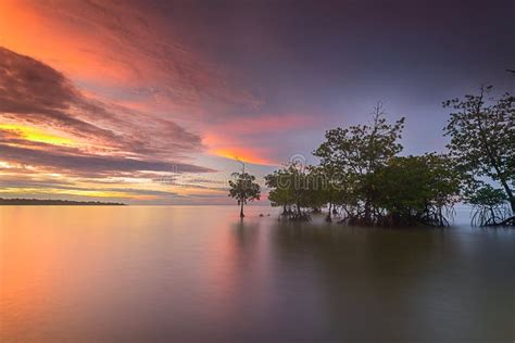 Sunset Mangroves