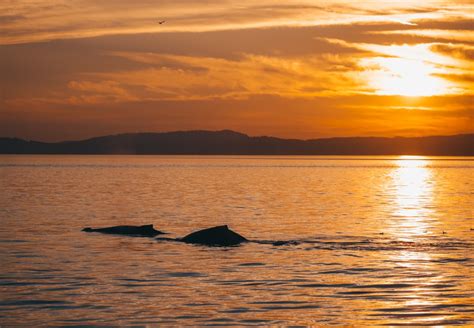 Sunset Whale Watching