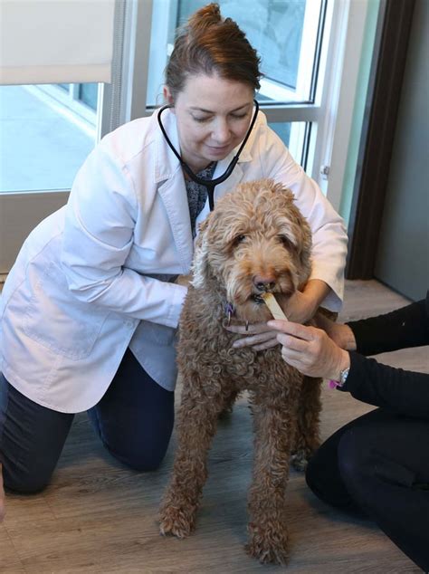 Top-Quality Pet Care at Sunshine Animal Hospital Superior, CO – Trustworthy Services for Your Beloved Companion!