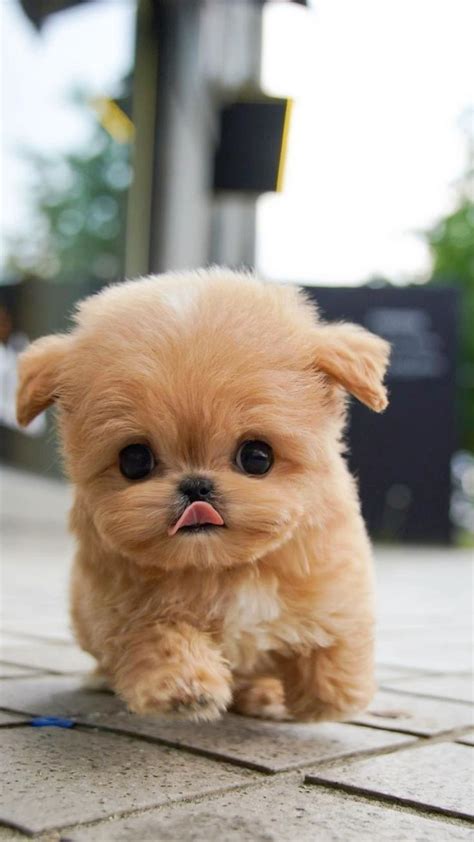 Super Cute Dog