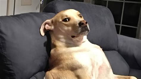 Super Funny Dogs