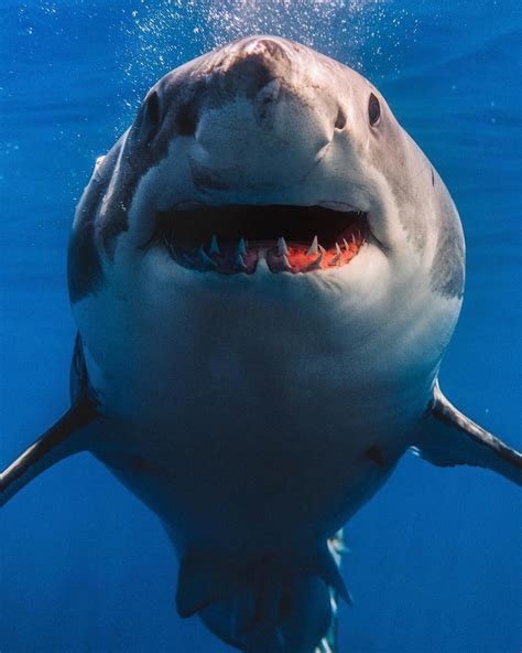 Super Scary Pictures Of Sharks