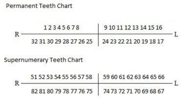Supernumerary Tooth Numbering Chart