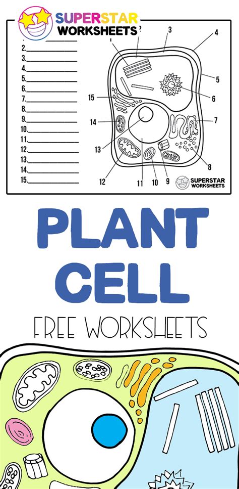 Superstar Worksheets Plant Cell
